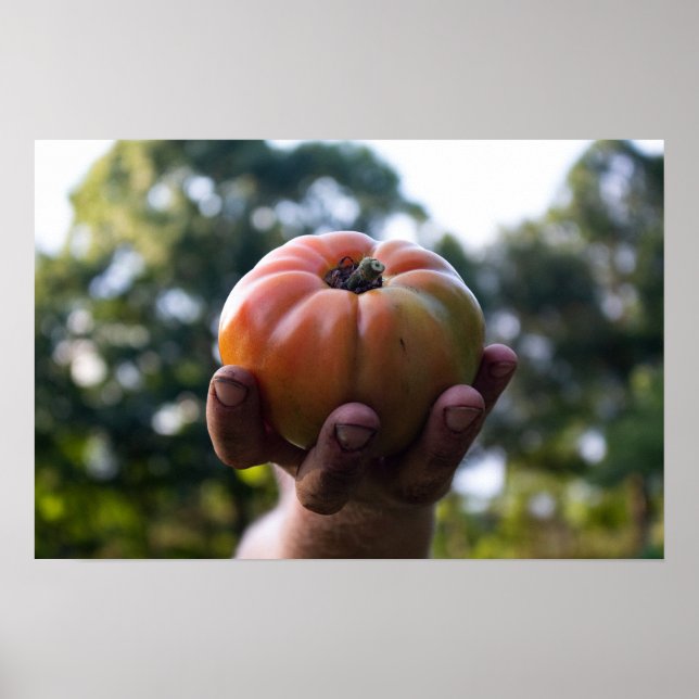 Gardener Holding a Tomato Print (Front)