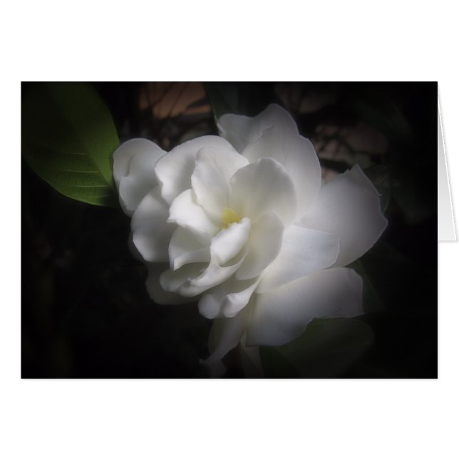 Gardenia (Front Horizontal)