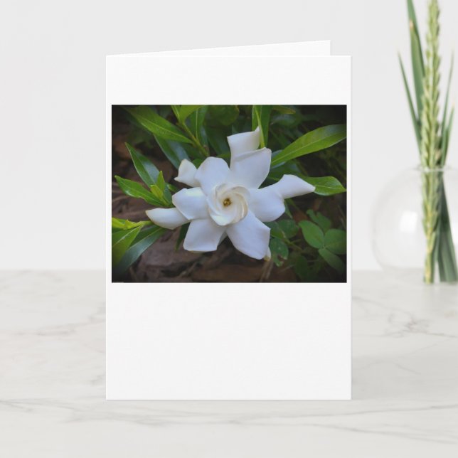 Gardenia, card (Front)