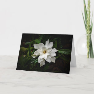 Gardenia, card