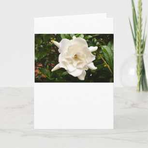 Gardenia, Card