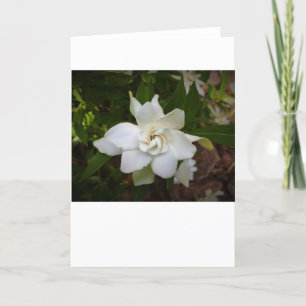 Gardenia, card