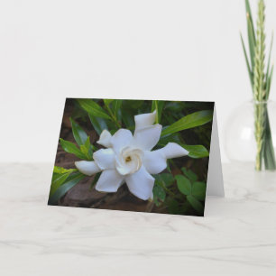 Gardenia, card