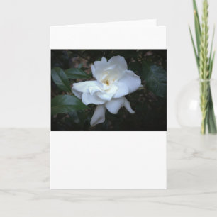 Gardenia, card