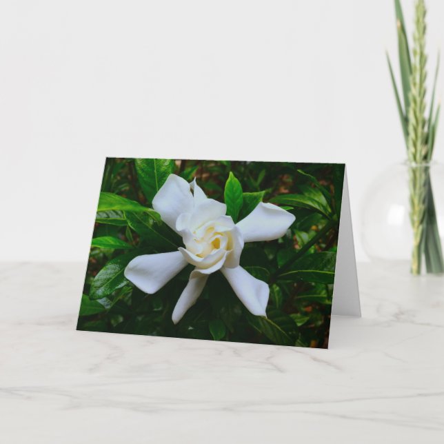 Gardenia, card (Front)