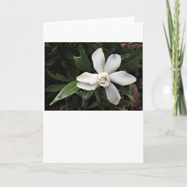 Gardenia, card (Front)