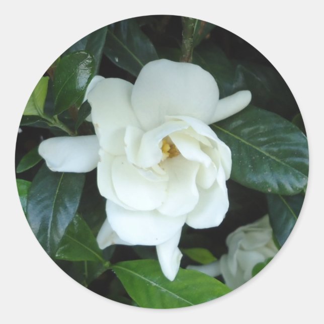 Gardenia Classic Round Sticker (Front)