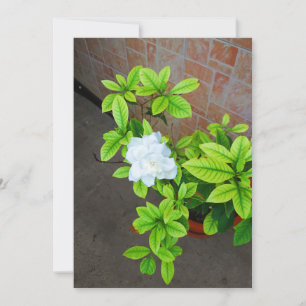 Gardenia Flower Blank Card