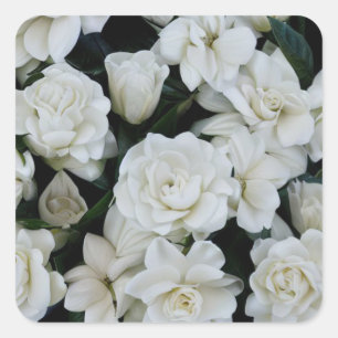 Gardenia Flowers Square Sticker