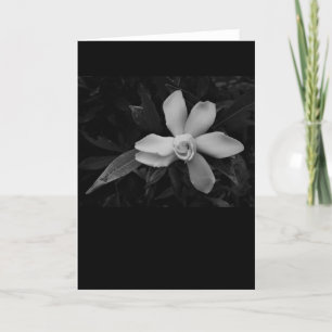 Gardenia - noir, card
