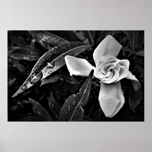 Gardenia - Noir, Poster (Front)