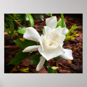 Gardenia, Poster