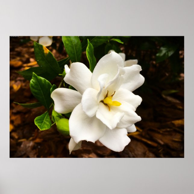 Gardenia, Poster (Front)
