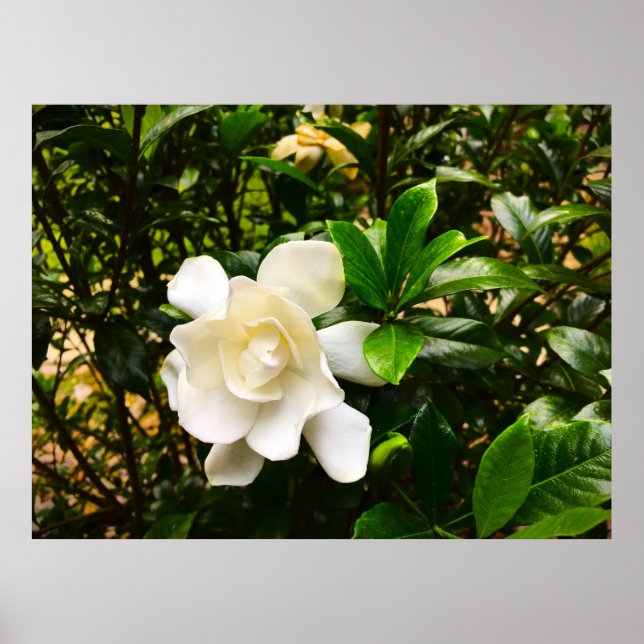 Gardenia, Poster (Front)