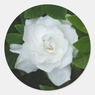 Gardenia Sticker