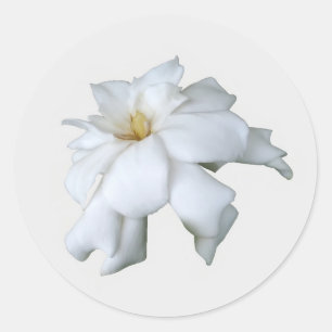 Gardenia Stickers