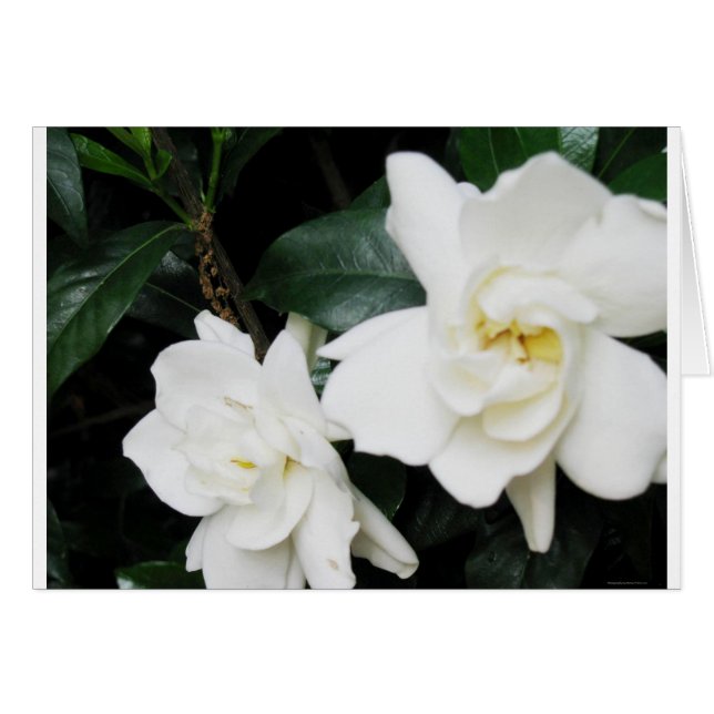 Gardenias (Front Horizontal)