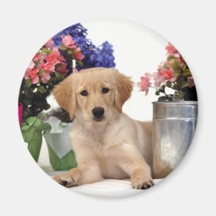 Gardening Golden Retriever Puppy Magnet