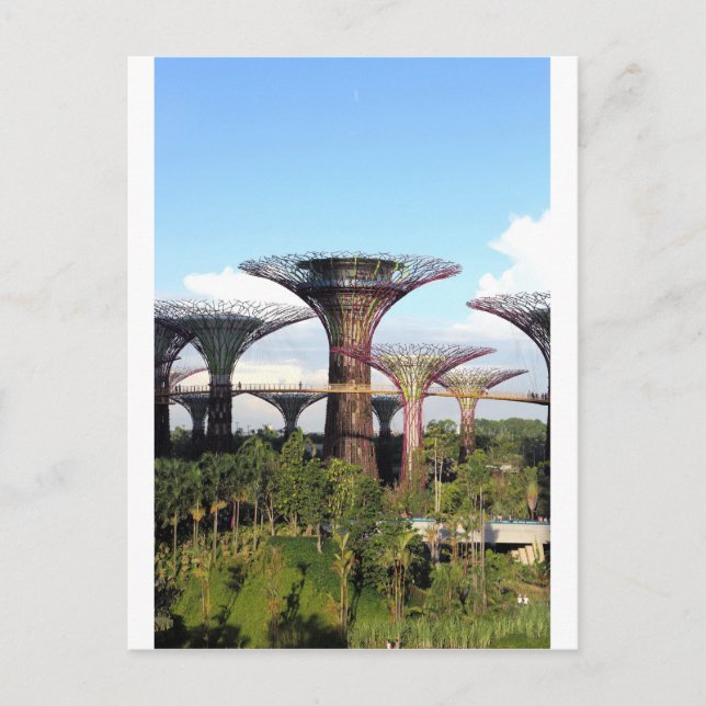 Gardens by the Bay Singapore Supertree Grove Postcard (Front)