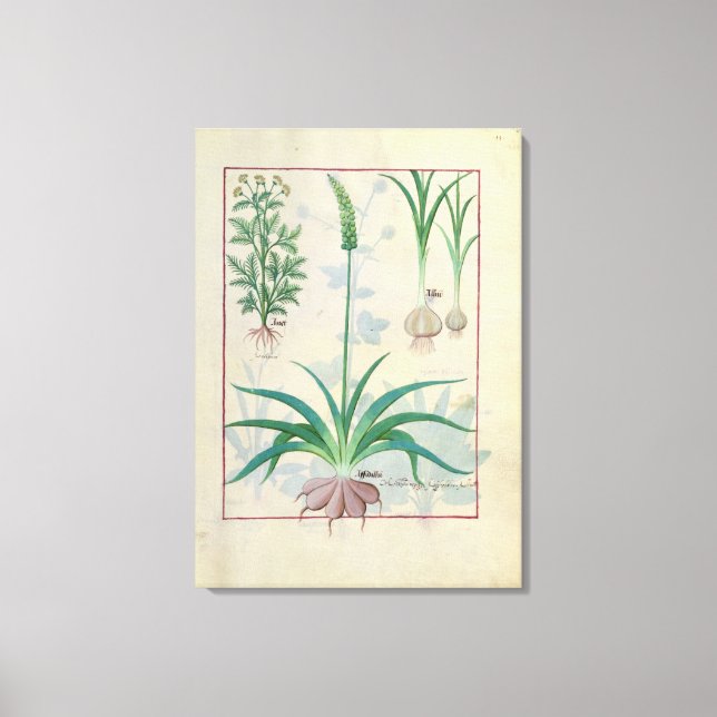 Garlic and other plants canvas print (Front)