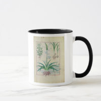 Garlic and other plants