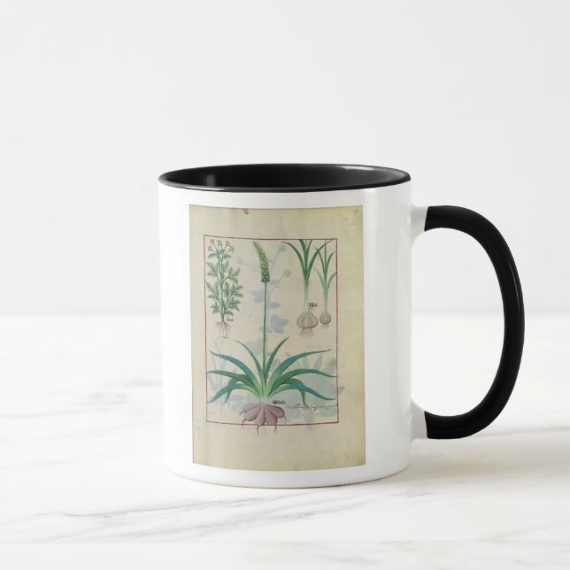 Garlic and other plants mug (Right)