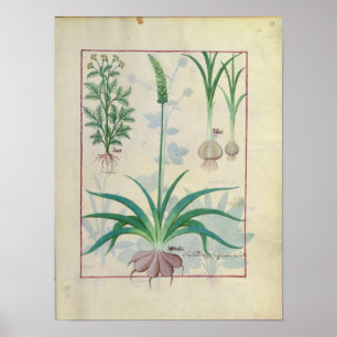 Garlic and other plants poster