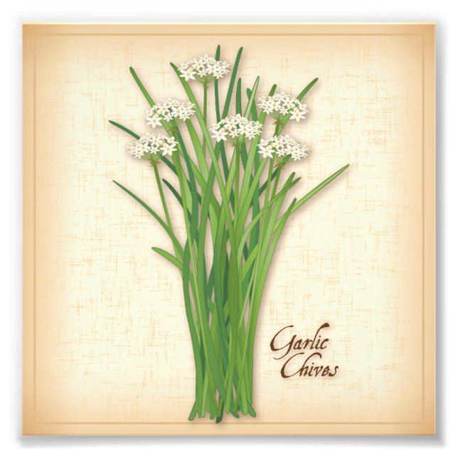 Garlic Chives Herb Photo Print (Front)