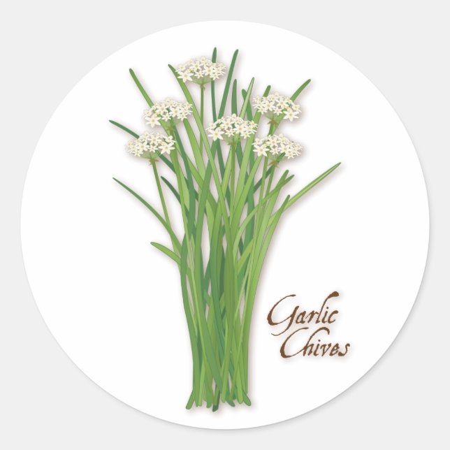 Garlic Chives Herb Round Stickers (Front)