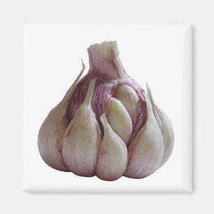 Garlic kitchen magnet