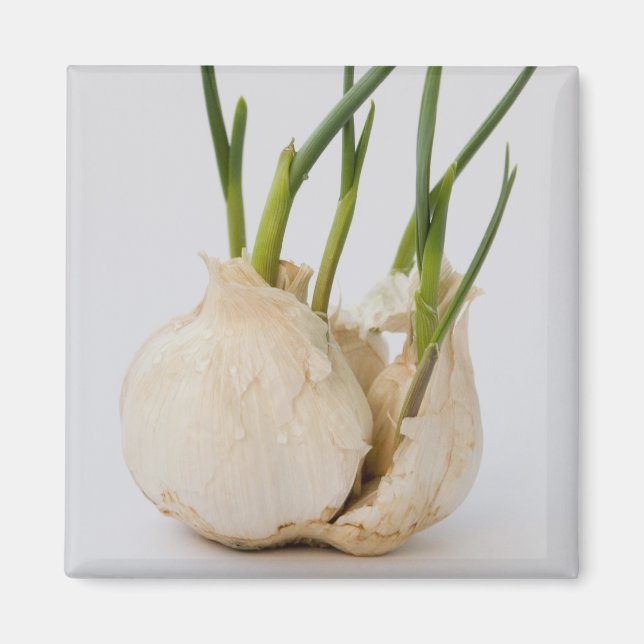 garlic magnet (Front)