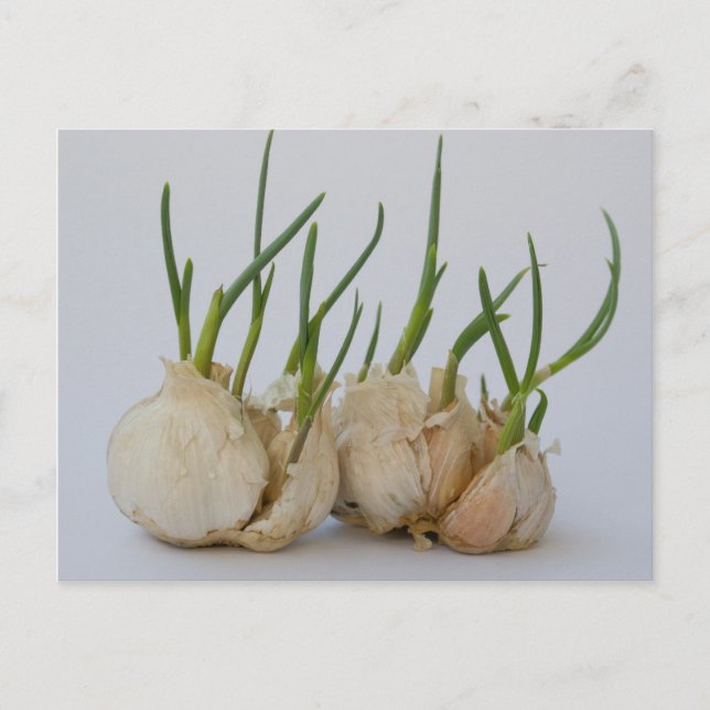 garlics postcard (Front)