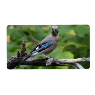 Garrulus glandarius - Eichelhäher