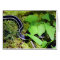 Garter Snake