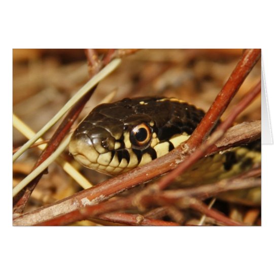 Garter Snake Card