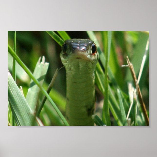 Garter Snake in the Grass Poster (Front)