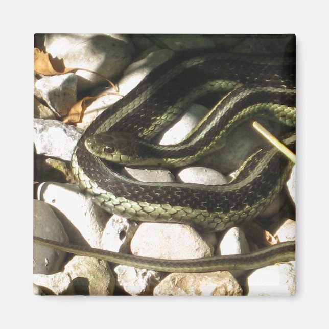Garter Snake on Rocks  Magnet (Front)