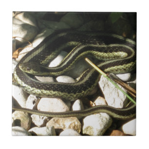 Garter Snake on Rocks Tile