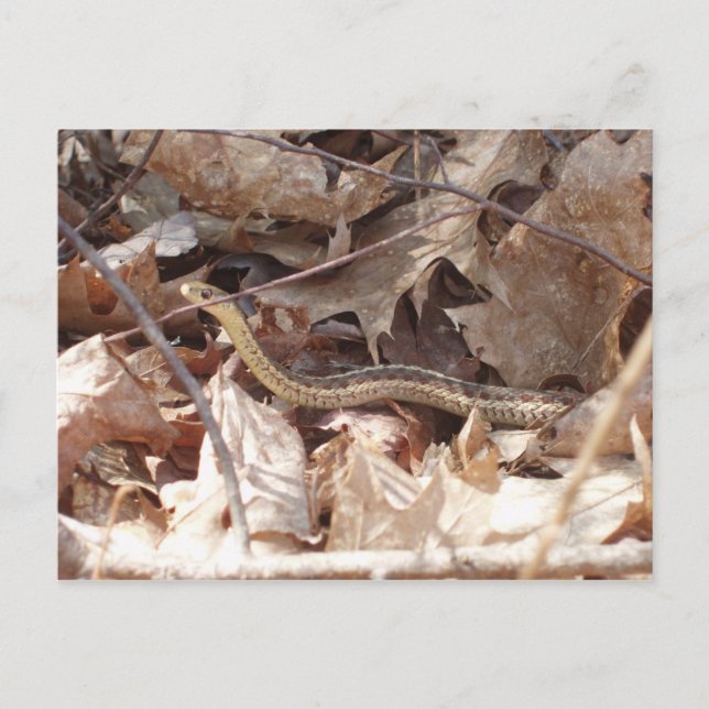 Garter Snake Postcard (Front)