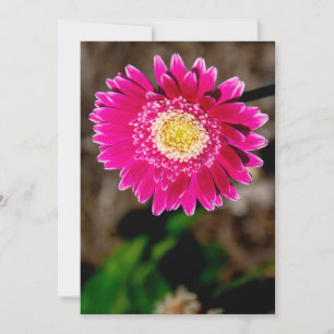Garvinea Sweet Fiesta Gerber Daisy Invitation