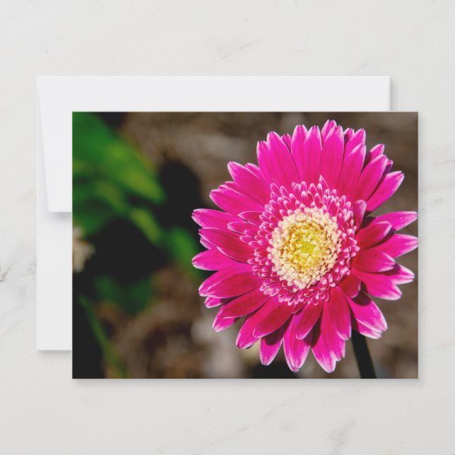 Garvinea Sweet Fiesta Gerber Daisy Invitation (Front)