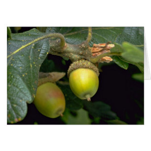 Gary oak tree fruit (quercus garryana)