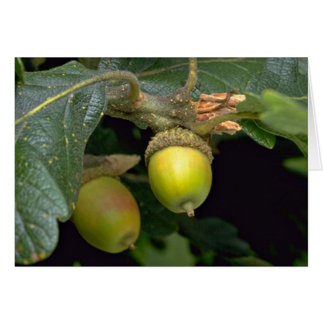 Gary oak tree fruit (quercus garryana) (Front Horizontal)