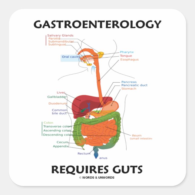 Gastroenterology Requires Guts (Digestive System) Square Sticker (Front)