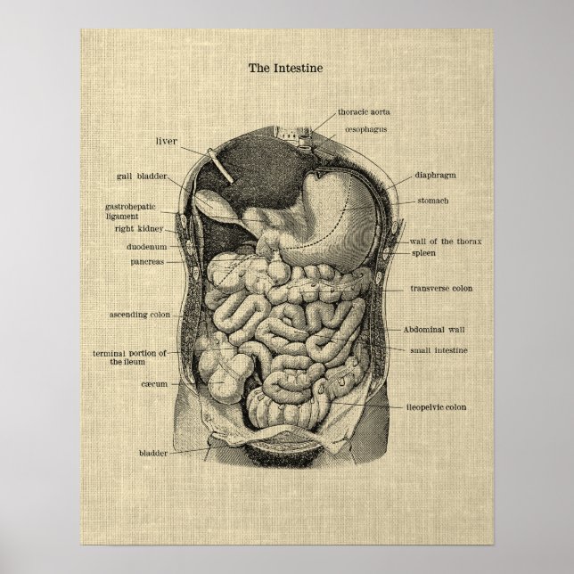Gastrointestinal Anatomy print 1 Medical Poster (Front)