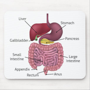 Gastrointestinal Digestive System and Labels Mouse Mat
