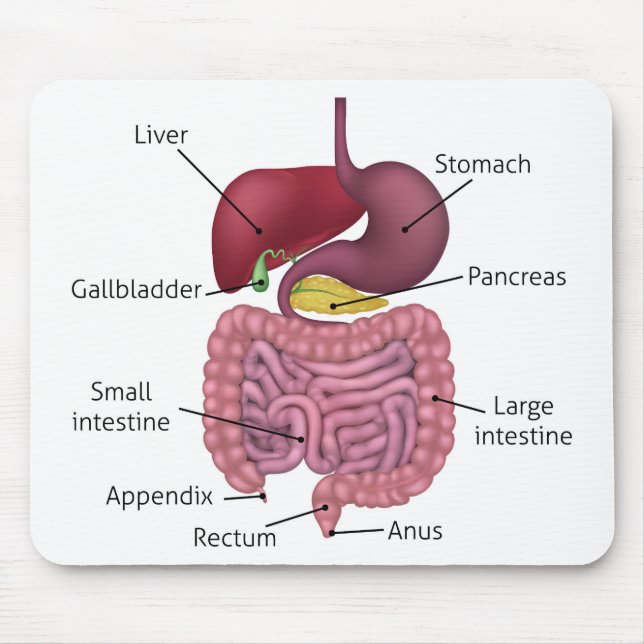 Gastrointestinal Digestive System and Labels Mouse Mat (Front)