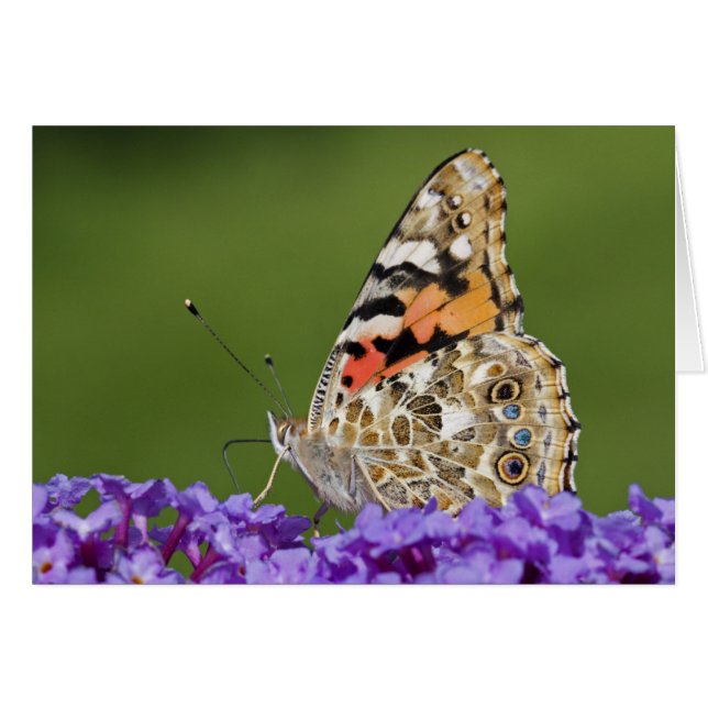 Gathering Nectar Card (Front Horizontal)