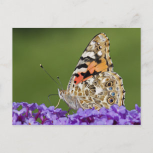 Gathering Nectar Postcard