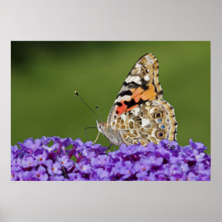 Gathering Nectar Print